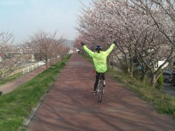 夢前川サイクリング道路 桜並木が続く！感動！