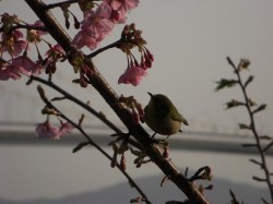 横にある、はやさきの桜にめじろ？ウグイス？