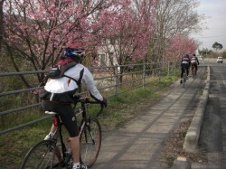 桜並木の横を快走