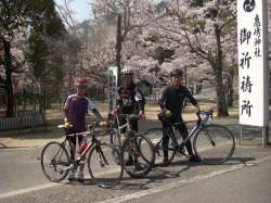 鹿島神社は桜・・桜