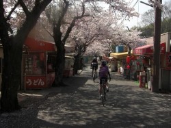 鹿島神社　桜並木