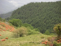 美ヶ原高原の景色