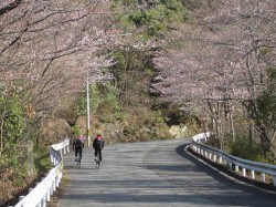 桜とＣｌｉｍｂライダー