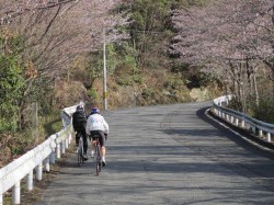 さくら並木を走るClimbライダー