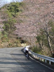 桜とこうちゃん