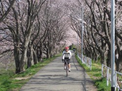 夢前サイクリング道路 桜並木を走るkahr