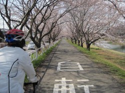 夢前サイクリング道路 満開に近い桜