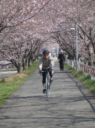 へっぽこライダーもさくらトンネルをライド