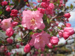 夢前川サイクリング道路～桃の花