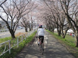 春、桜トンネルを走るkahr