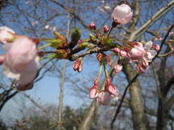 広峰山、桜、７分咲き