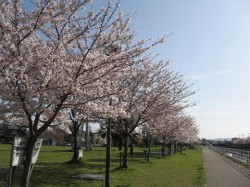 津田公園　桜並木