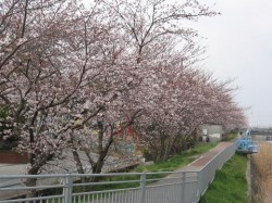 クライム裏の桜並木